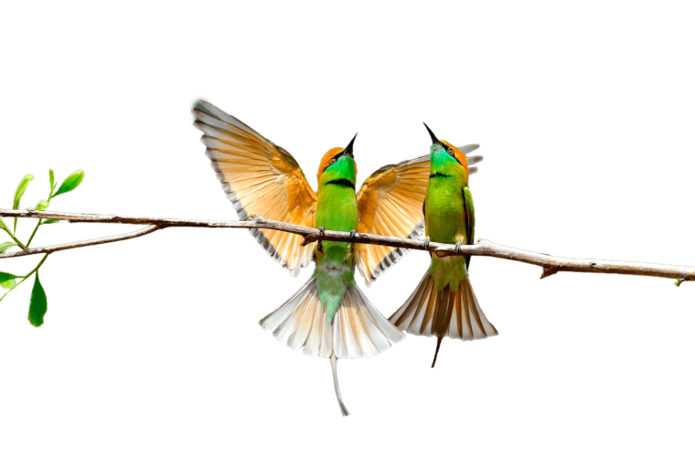 Мультяшные птички