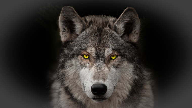 Взгляд волка