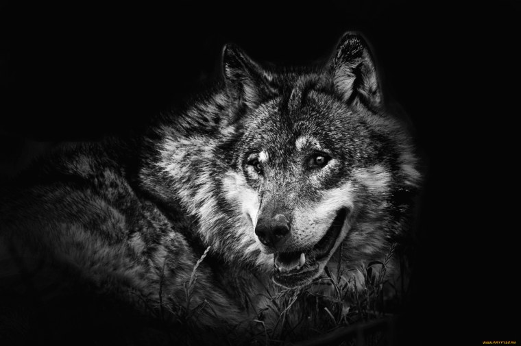 Волк на черном фоне