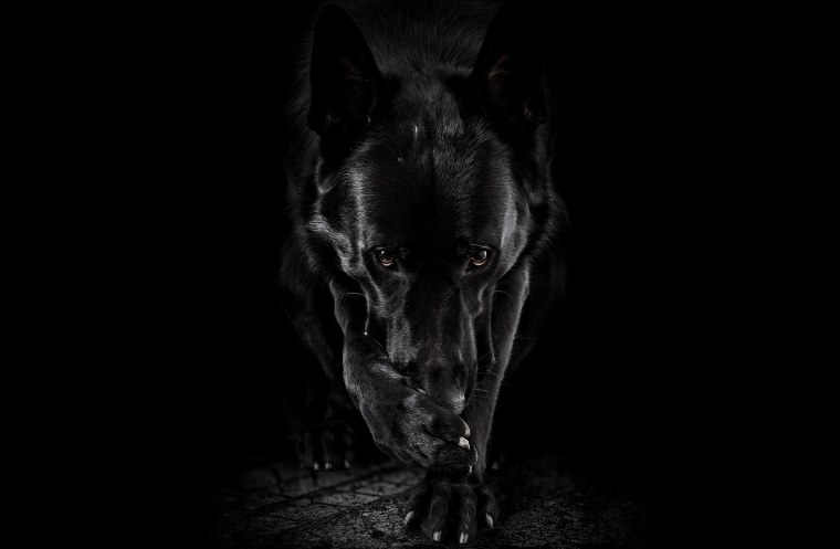 Черная собака на черном фоне