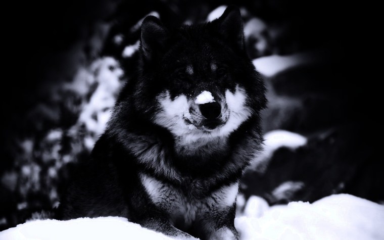 Волк обои