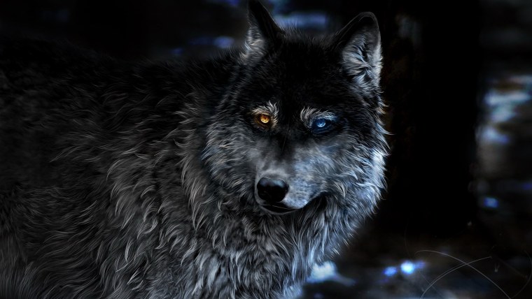 Картинки на рабочий стол волки