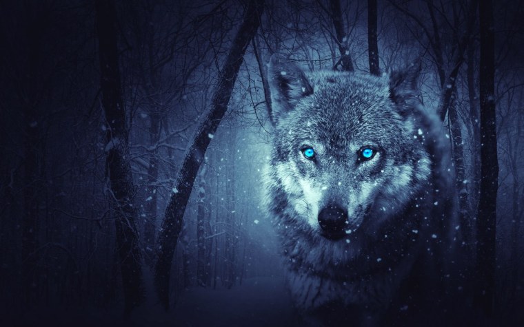 Черная волчица с синими глазами