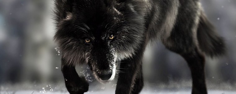 Черный волк обои