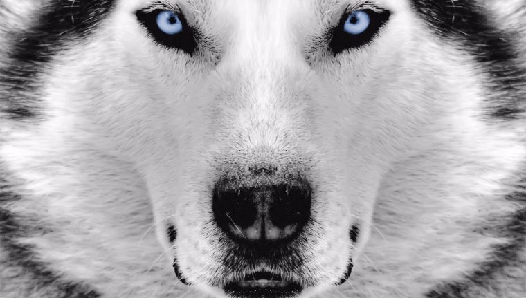 Красивый волк с голубыми глазами