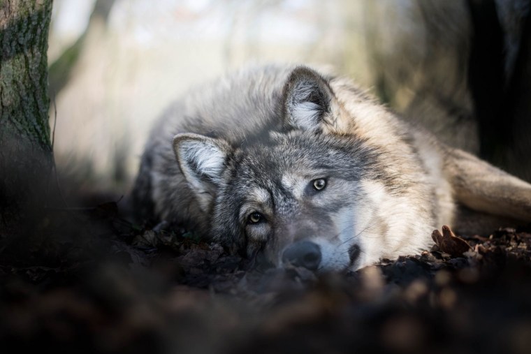 Испуганный волк