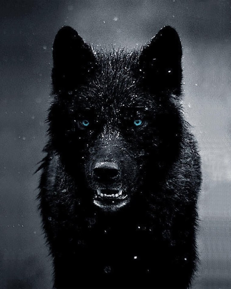 Морда черного волка