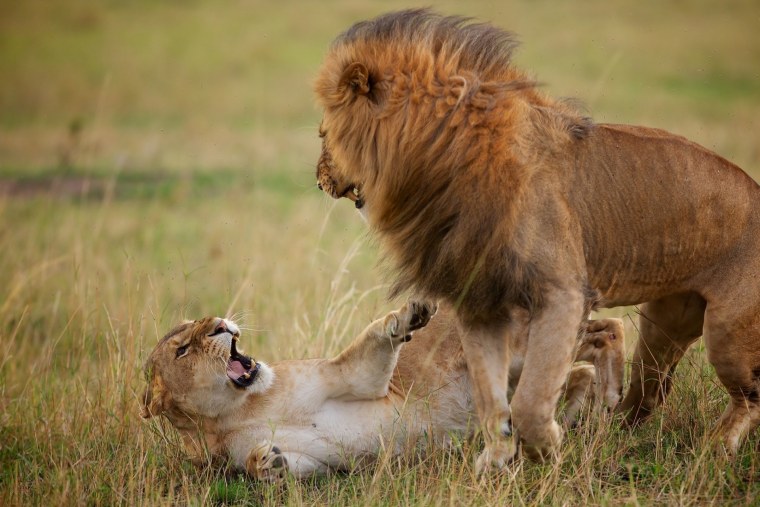 Лев львица и Львенок