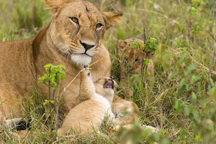 Спаривец Лев львица