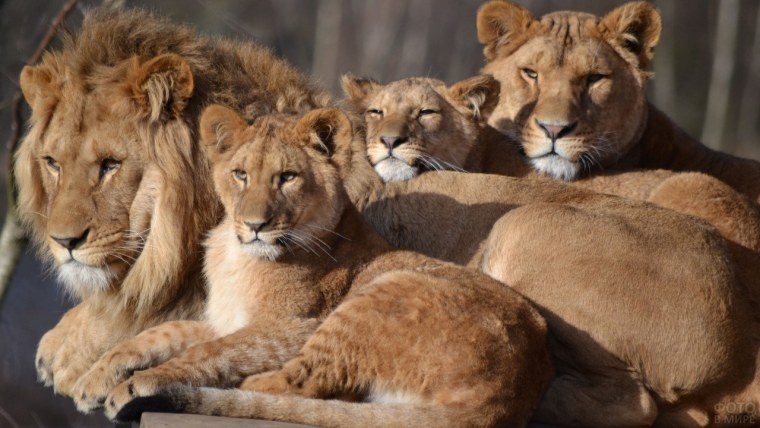 Львиный Прайд