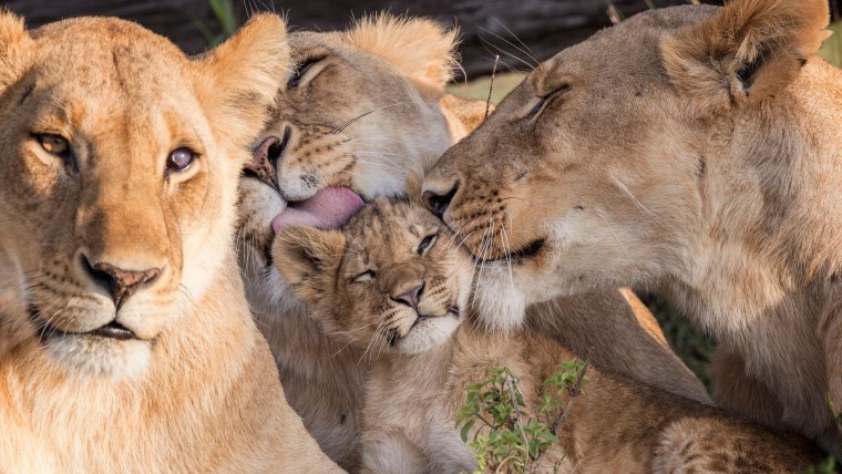 Лев львица и 2 львенка
