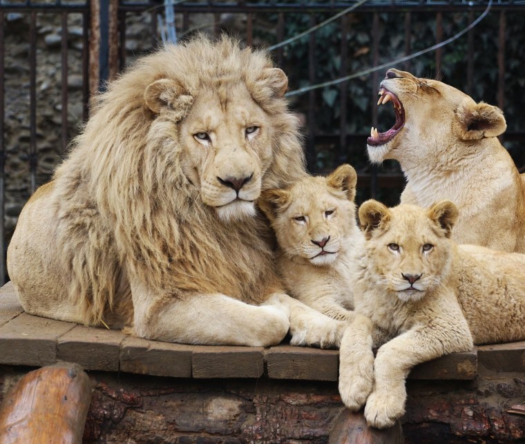 Лев и львица любовь