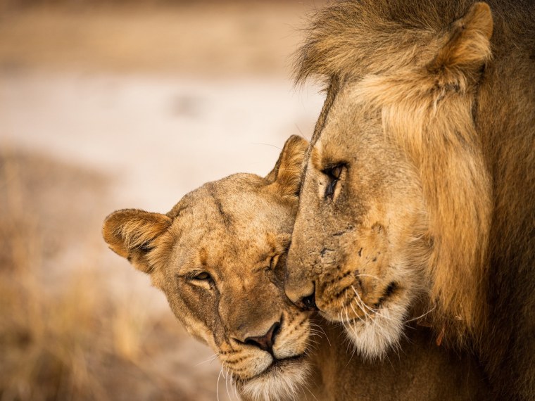 Лев львица и Львенок