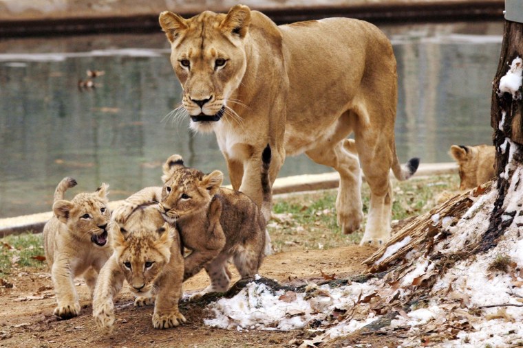 Страстная львица