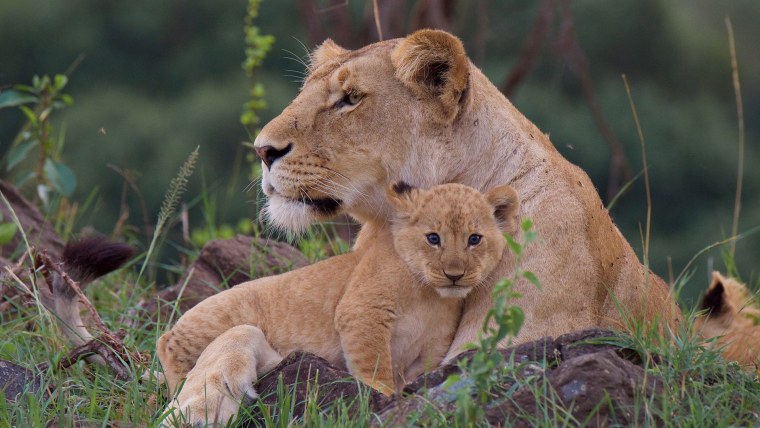 Лев львица и Львенок