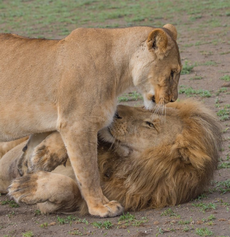 Лев и львица любовь