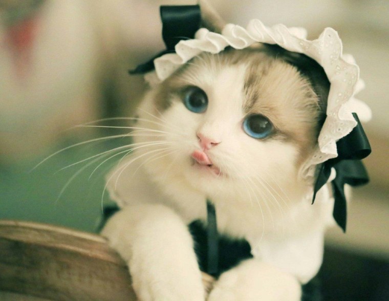 Милый котик в костюме