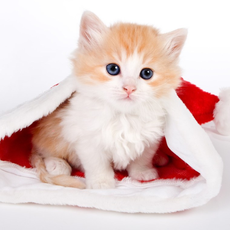 Котята самые милые и красивые