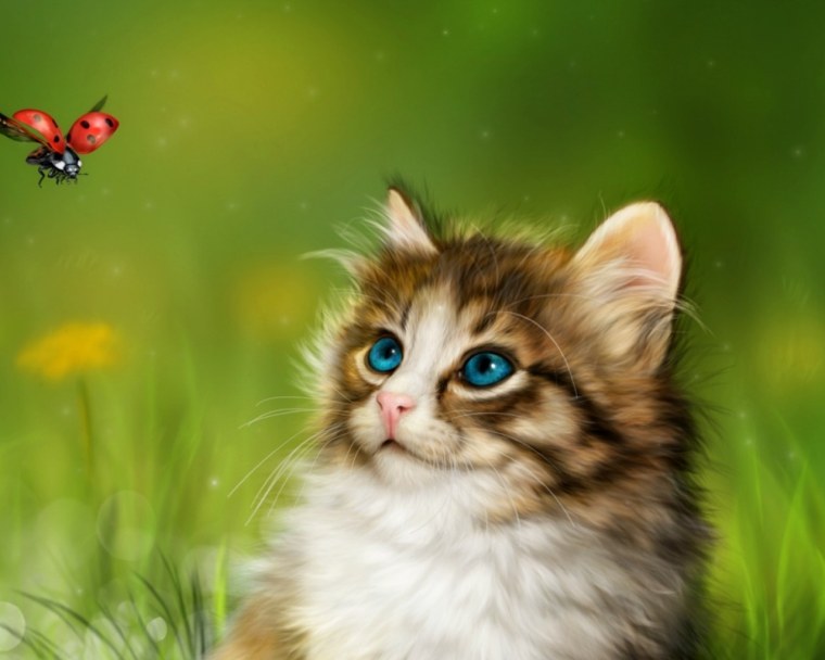 Красивые обои с котятами