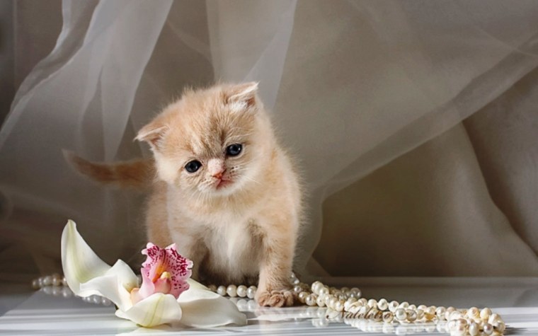 Ласковый котенок