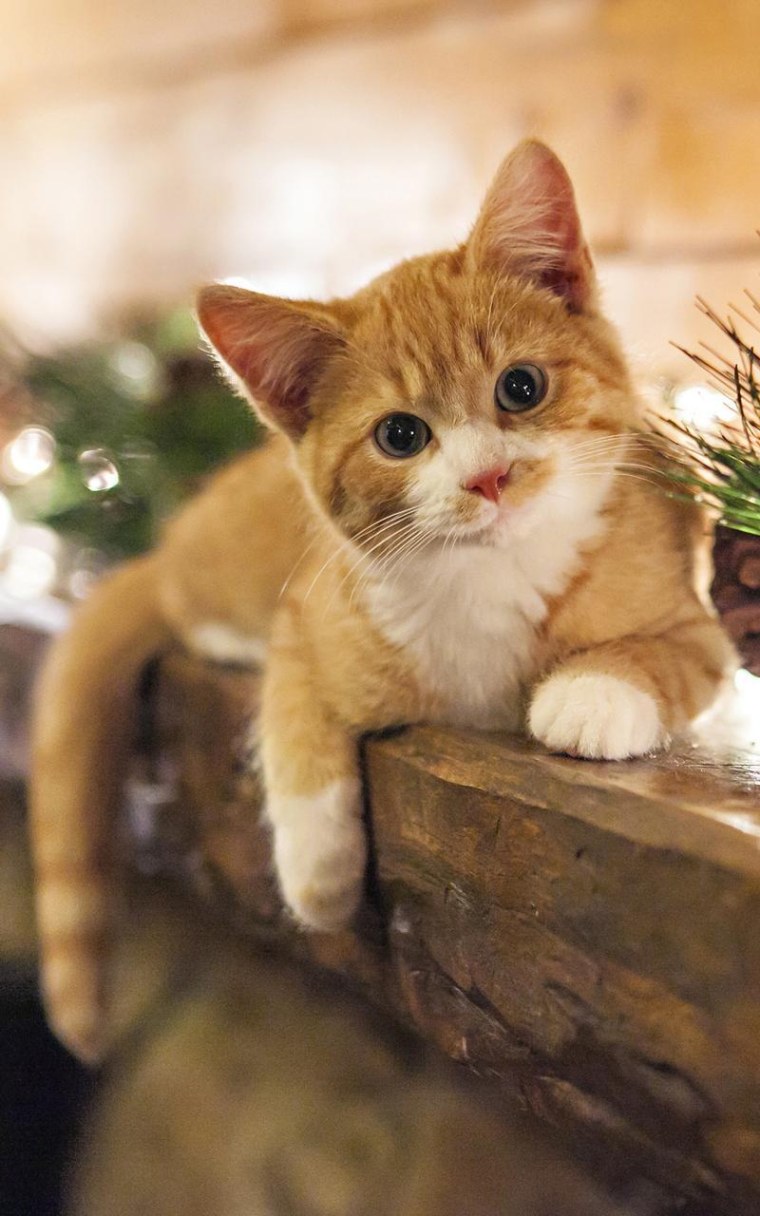 Красивые котики