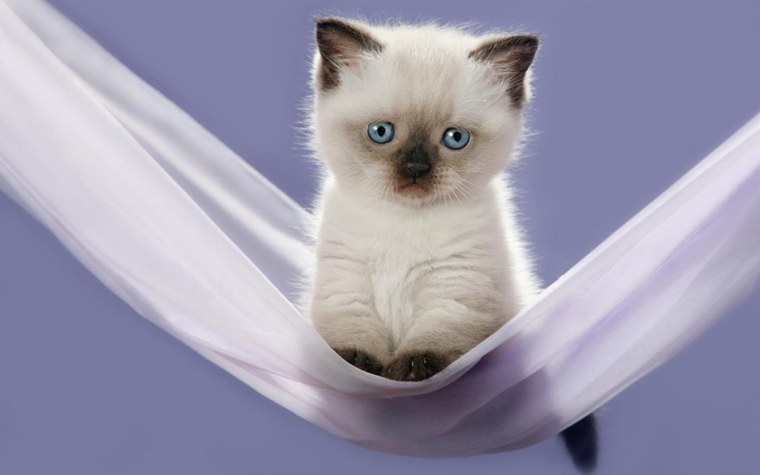 Котенок здоровается