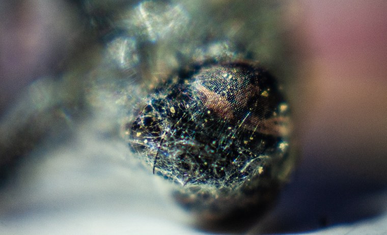 Iphone 14 Pro Max цвета