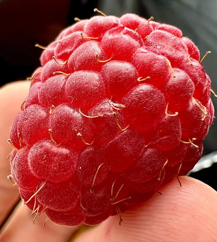 Макросъемка iphone 13 Pro Max