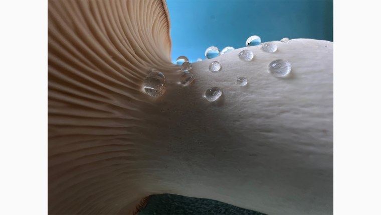 Iphone 13 Pro Max камера