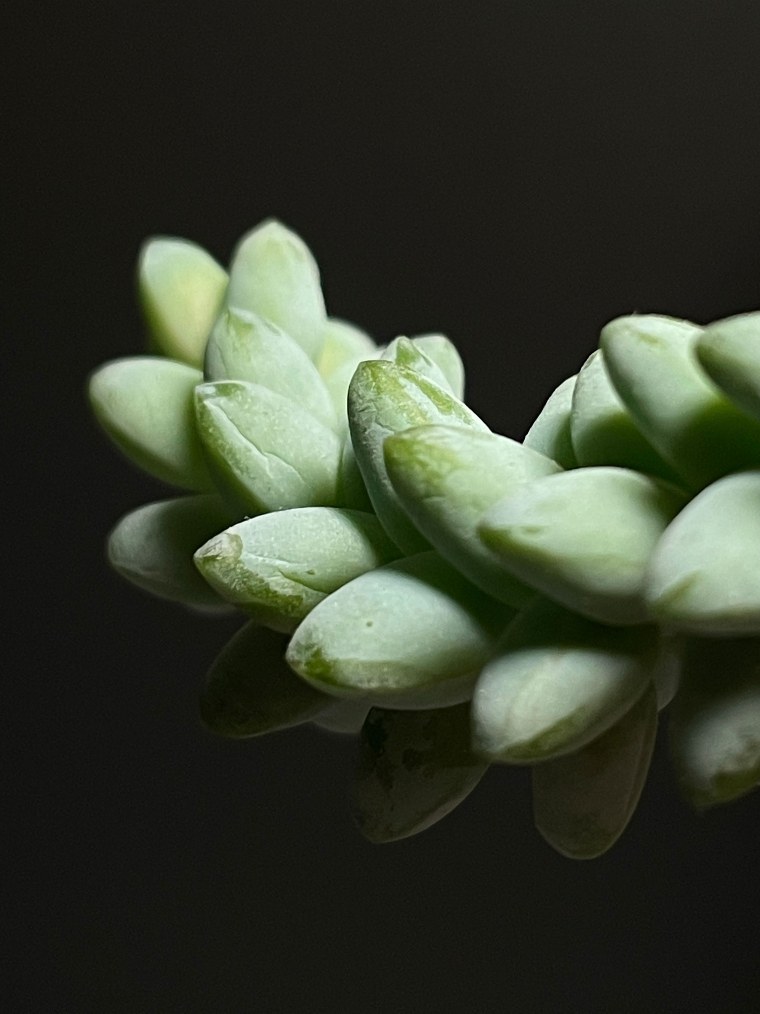 Iphone 13 Pro macro Lens