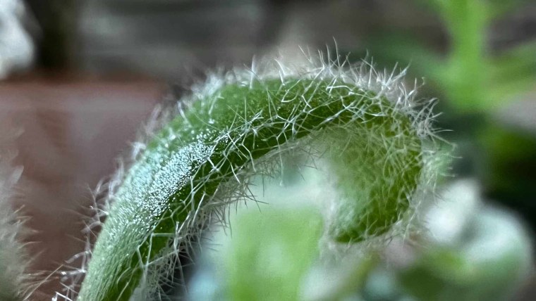 Бирюзовый цвет в природе