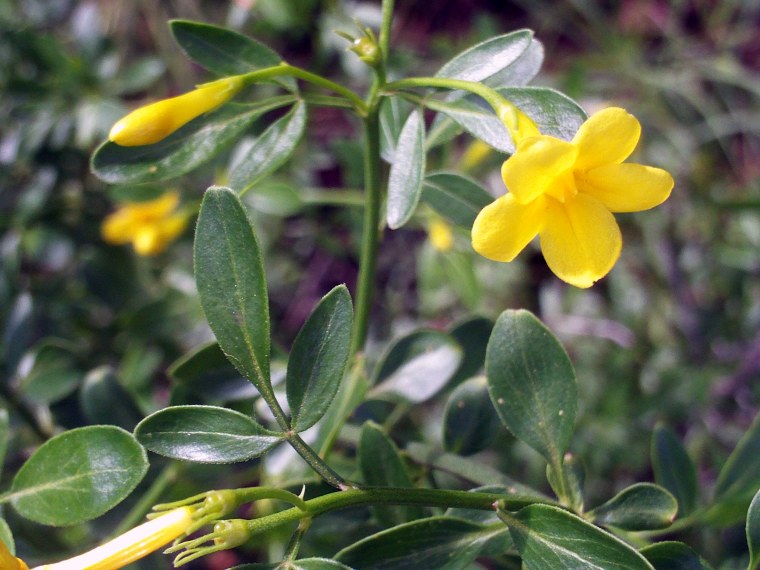 Жасмин кустарниковый Jasminum fruticans