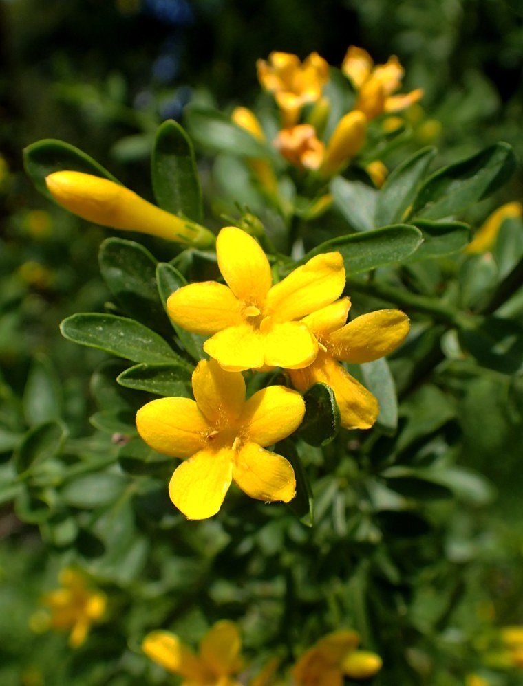 Jasminum fruticans