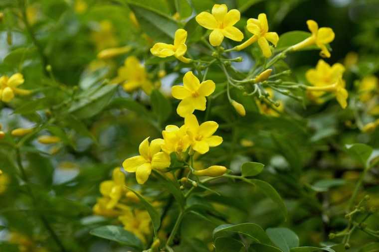 Jasminum Revolutum