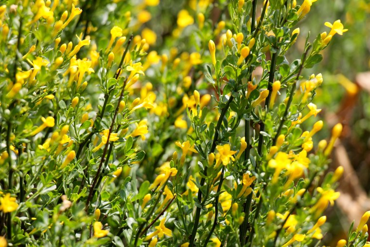 Жасмин кустарниковый Jasminum fruticans