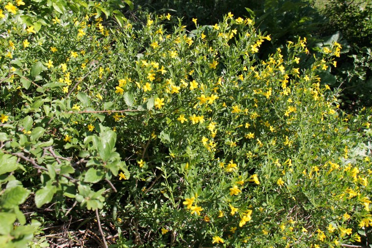 Жасмин кустарниковый Жасмин жёлтый