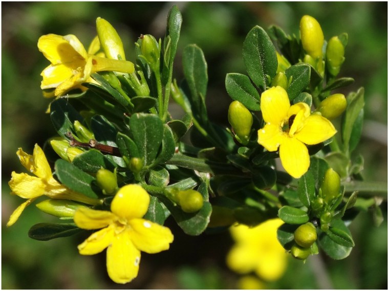 Жасмин кустарниковый Jasminum fruticans