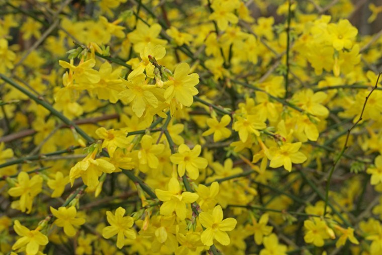 Чубушник голоцветковый Жасмин