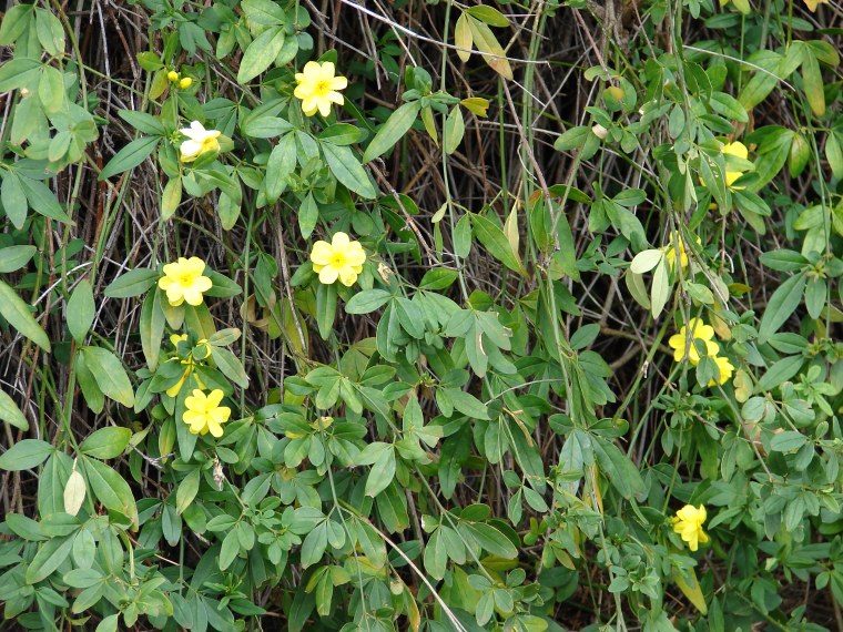 Jasminum mesnyi