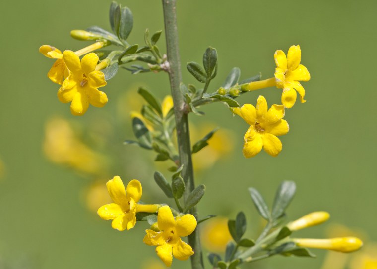 Jasminum fruticans
