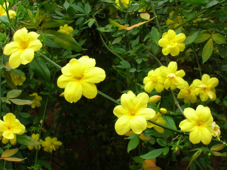 Жасмин кустарниковый Jasminum mesnyi (primulinum)