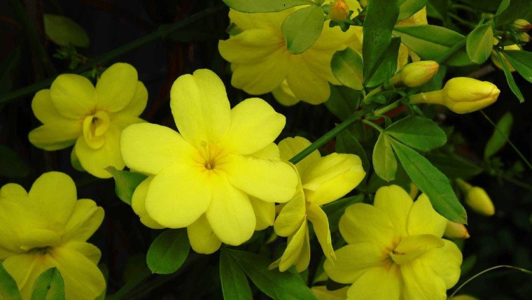 Жасмин голоцветковый желтый