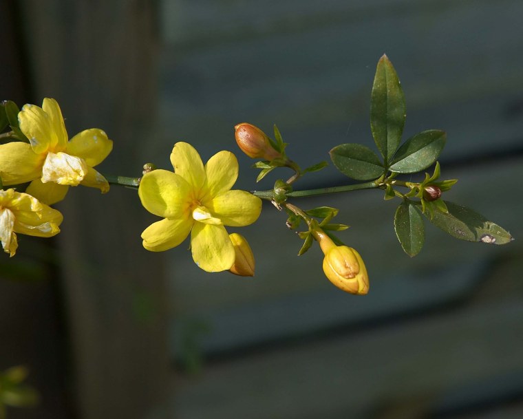 Жасмин Примулинум