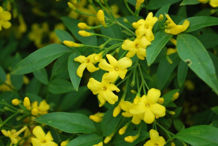 Итальянский жёлтый Жасмин