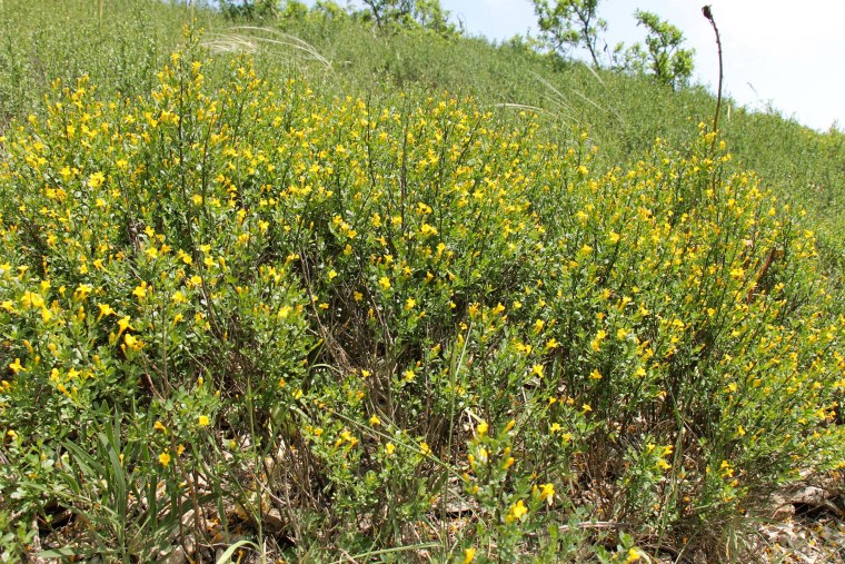 Жасмин кустарниковый в Крыму