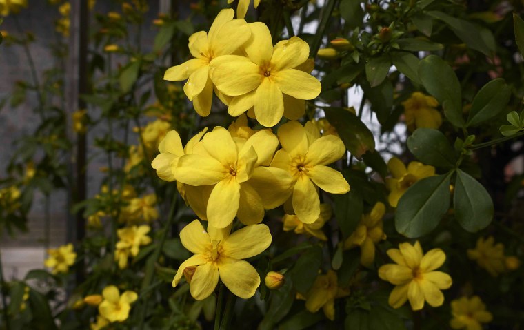 Жасмин кустарниковый Жасмин жёлтый