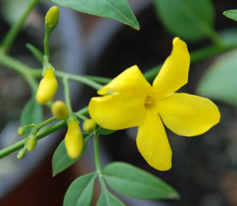 Жасмин многоцветковый