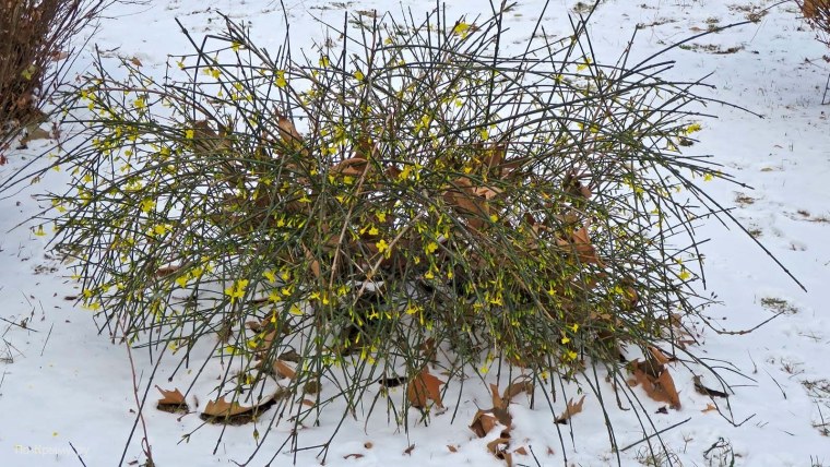 Цветущие зимой кустарники Крыма