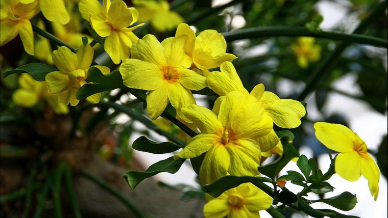 Жасмин голоцветковый