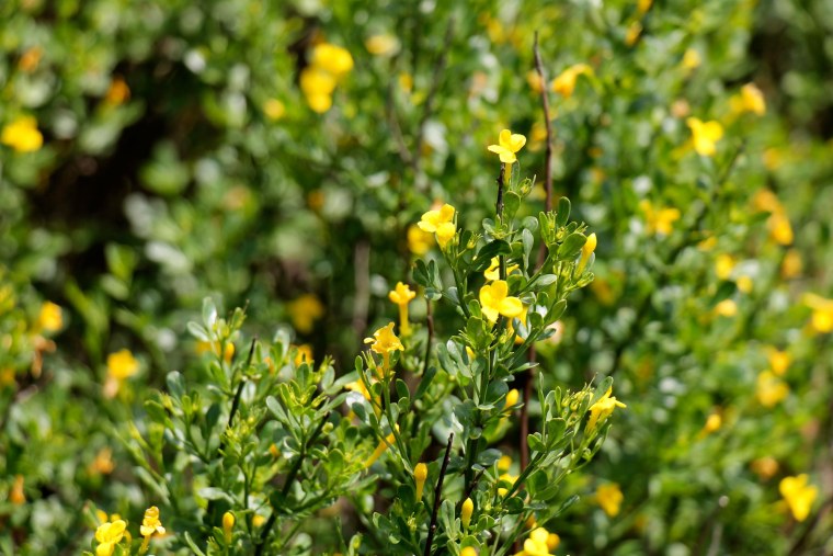 Жасмин кустарниковый Плантариум